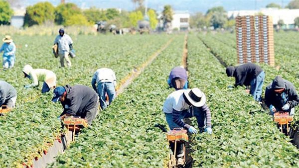 800 فدان مهددة بالبوار بأبو النمرس