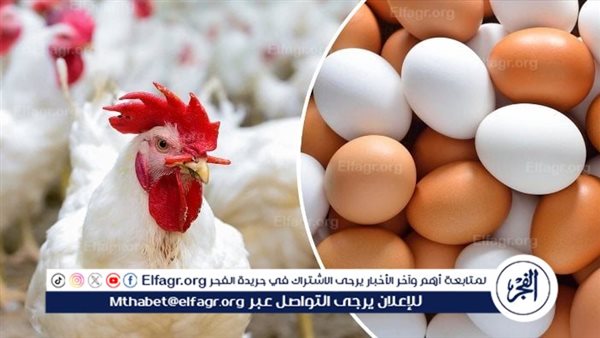 أسعار الدواجن والبيض اليوم الجمعة 5-7-2024 في المنيا