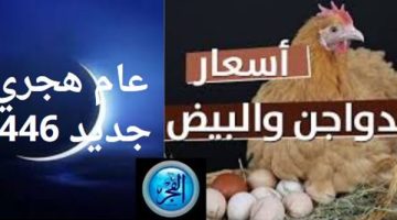 مع بداية العام الهجري الجديد 1446.. آخر تحديثات أسعار الدواجن اليوم الأحد 7 – 7