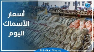 أسعار السمك اليوم الجمعة 30-8-2024 في محافظة قنا