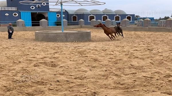 خيول عكاشة تشارك في مهرجان الشرقية.. تاريخ مزرعته يرجع لعهد الملكية.. واضطر لبيع سلالات أصيلة بسبب الانفلات الأمني خلال ثورة يناير (صور