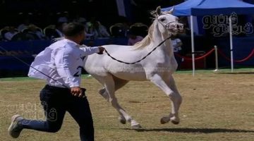 قائمة بأغرب أسماء الأحصنة المشاركة في مسابقات جمال الخيل العربية بالشرقية