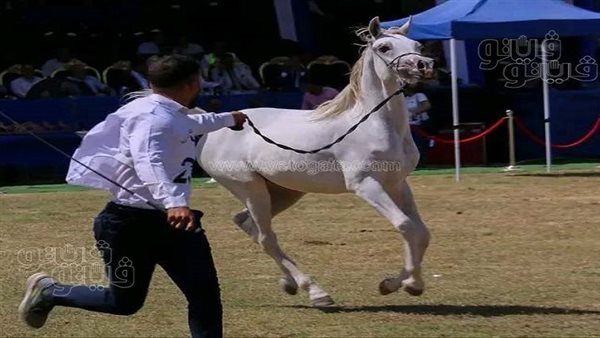 قائمة بأغرب أسماء الأحصنة المشاركة في مسابقات جمال الخيل العربية بالشرقية