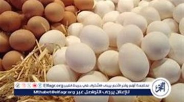 أسعار طبق البيض اليوم الاثنين 3-9-2024 في قنا