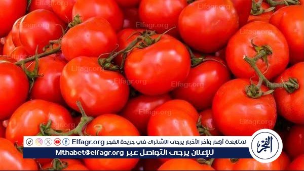 فترة مؤقتة.. شعبة الخضروات تكشف سبب الارتفاع الكبير في أسعار الطماطم (فيديو)